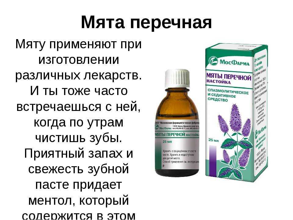 Растение с уникальным составом — мята: использование ее для лица, волос и в иных косметических целях
