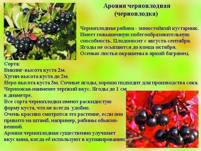 Черноплодная рябина – лечебные свойства и противопоказания: польза, вред и что с ней делать – лучшие рецепты