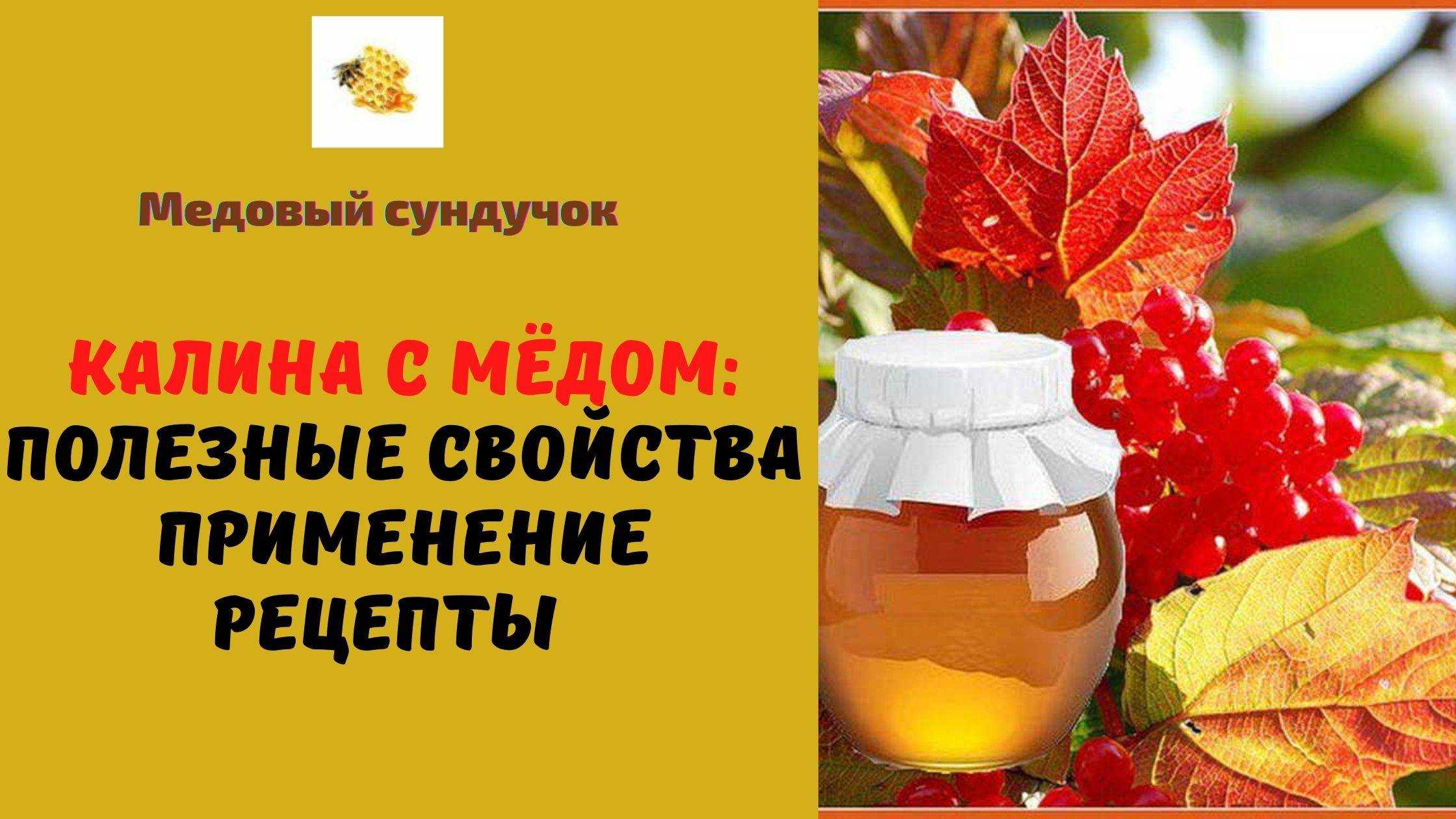 7 полезных свойств калины для здоровья, а также противопоказания и рецепты на её основе