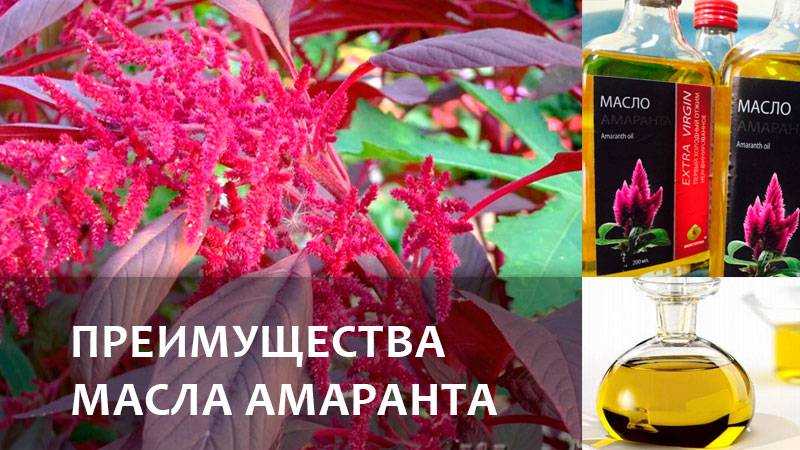 Амарантовое масло: свойства и применение, как использовать для лечения