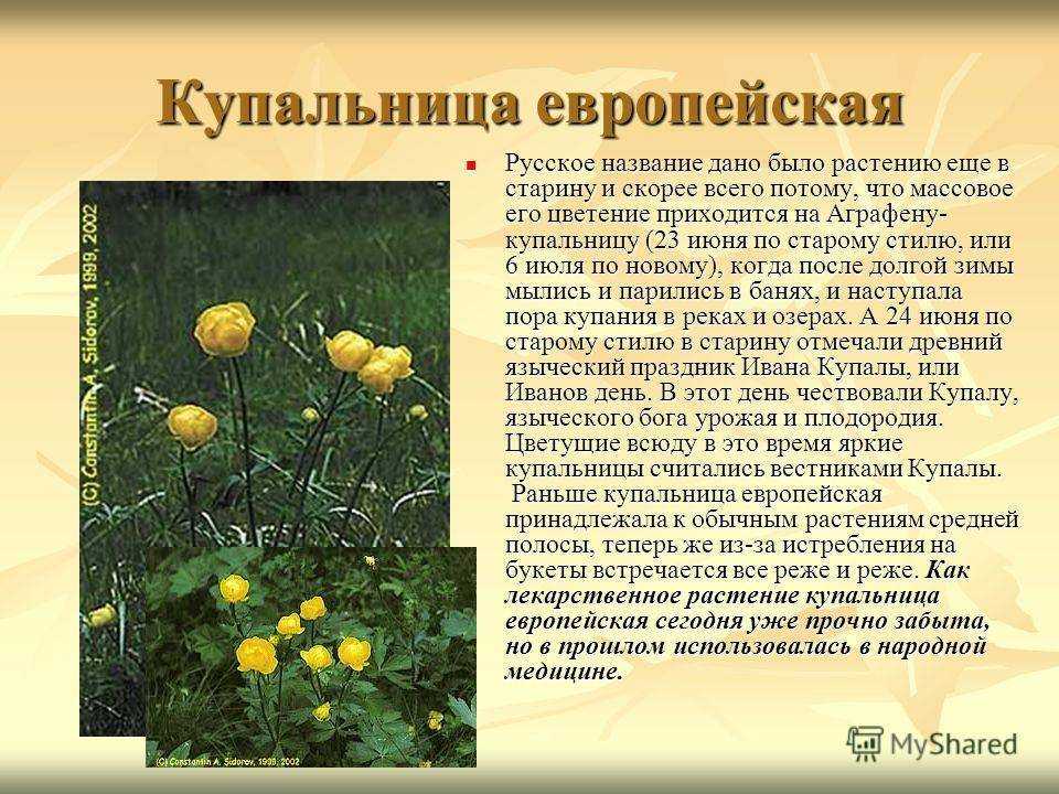 Европейская купальница: описание и посадка цветка из красной книги