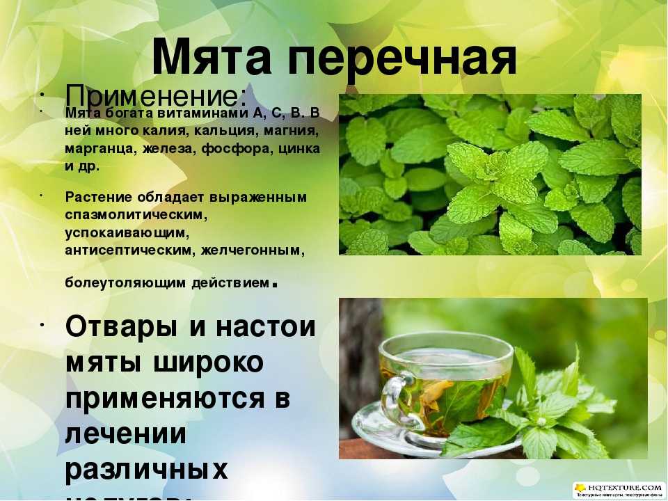 Мята для лица, прежде всего перечная: польза и вред для кожи всего тела, волос и зубов, применение в косметологии в виде отваров, настоек и других форм