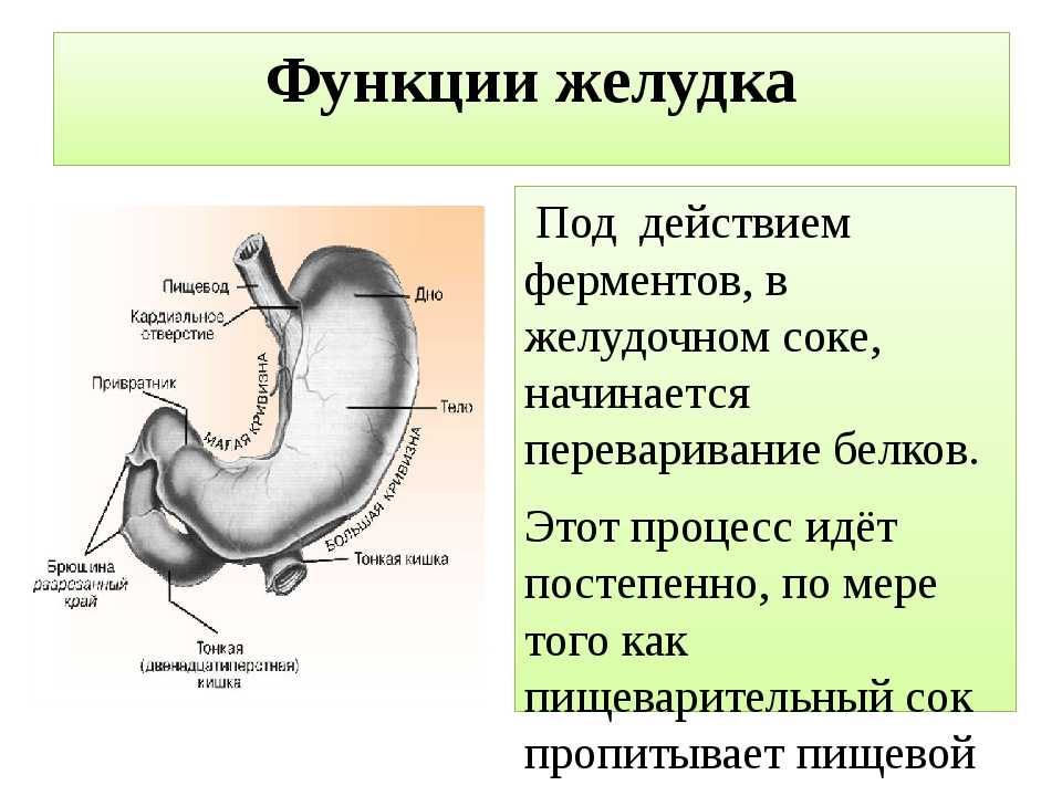 Желудок класс. Функции желудка в процессе пищеварения. Пищеварение в желудке строение желудка и функции. Перечислите пищеварительные функции желудка. Среда в которой действуют ферменты желудочного сока.