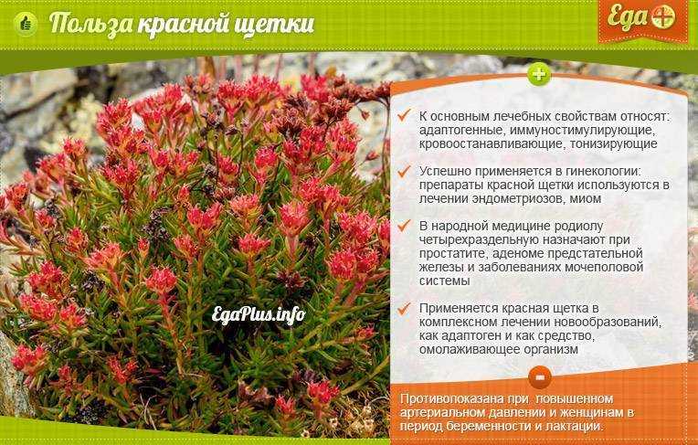 Родиола Розовая Настойка Инструкция По Применению Цена
