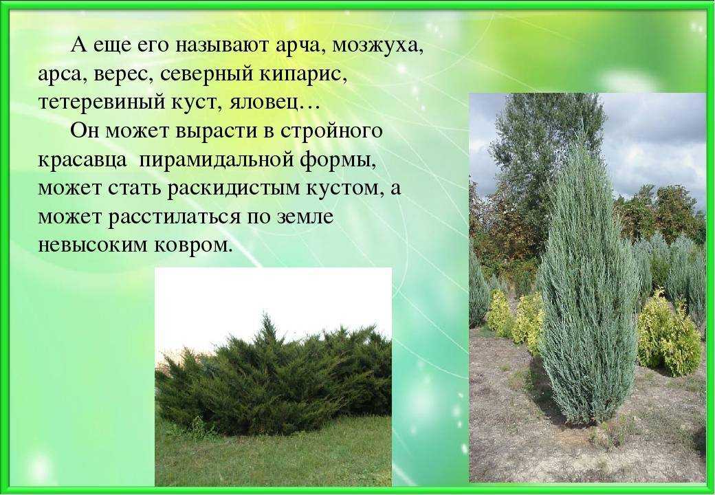 Можжевельник обыкновенный полезные свойства и противопоказания