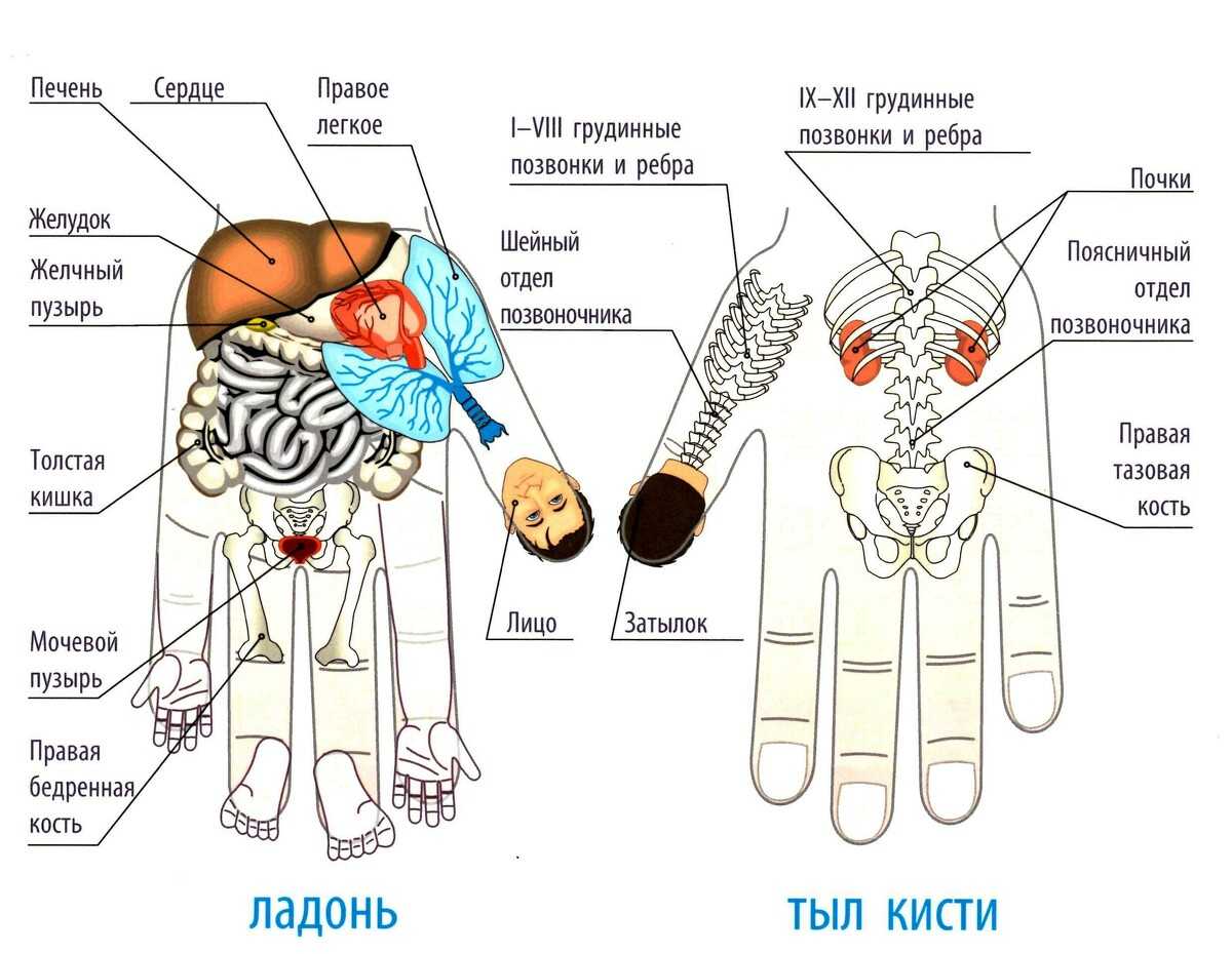 Использование су джок терапии для коррекции осанки