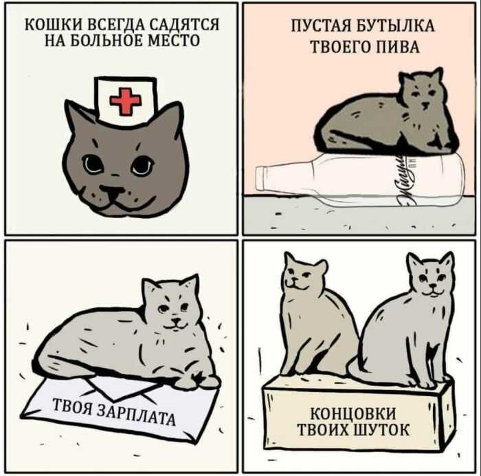 Почему кошка ложится на больное место человека?