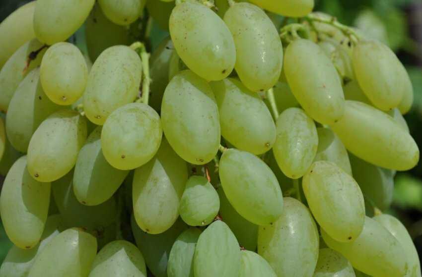 Калорийность виноград киш-миш. химический состав и пищевая ценность.