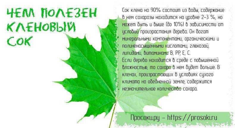 Кленовый сок. полезные свойства, добыча и хранение кленового сока - медицина на "добро есть!"
