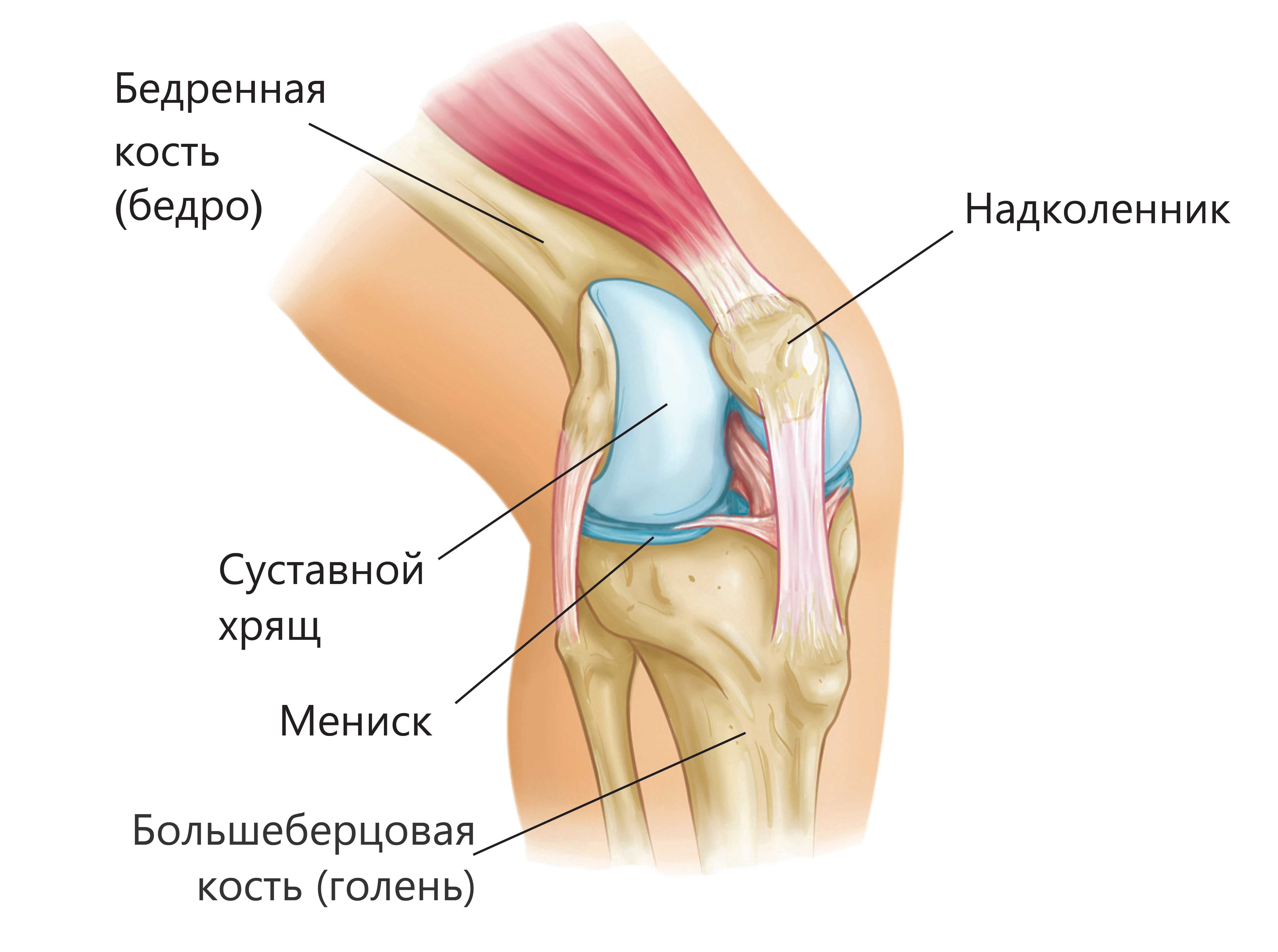 Связки на колене схема