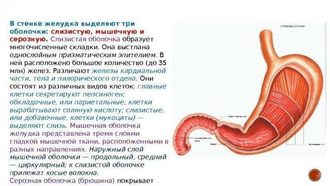 Диета после удаления желчного пузыря