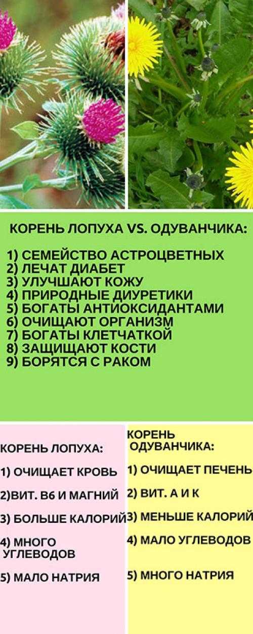 Корни лопуха, одуванчика и пырея — как приготовить