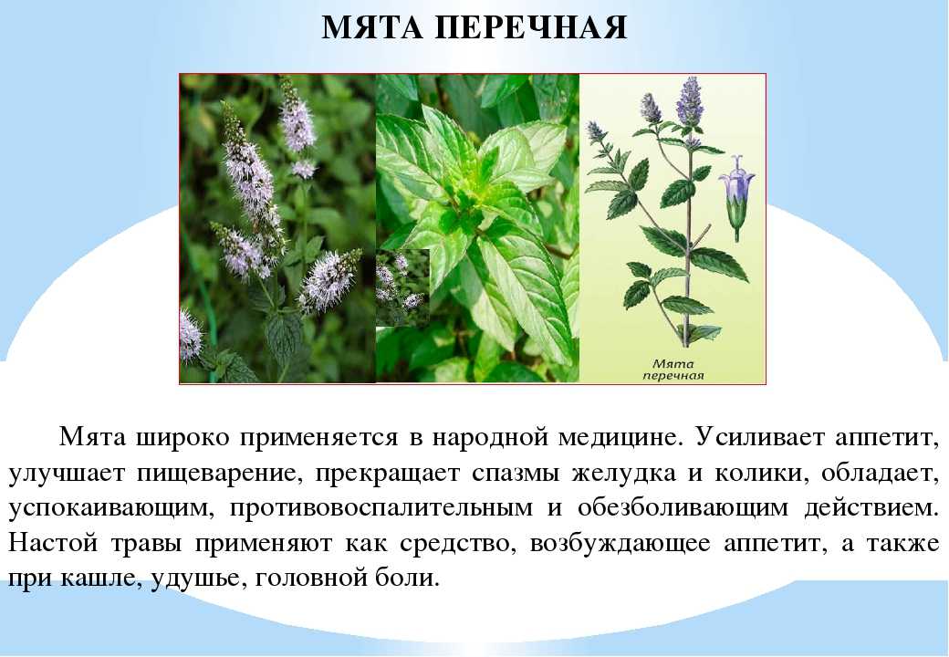 Мяте 1 текст. Мята перечная растение. Мята Полевая перечная. Мята перечная (Mentha piperita l.), листья в Кыргызстане. Лекарственные травы Удмуртии мята перечная.