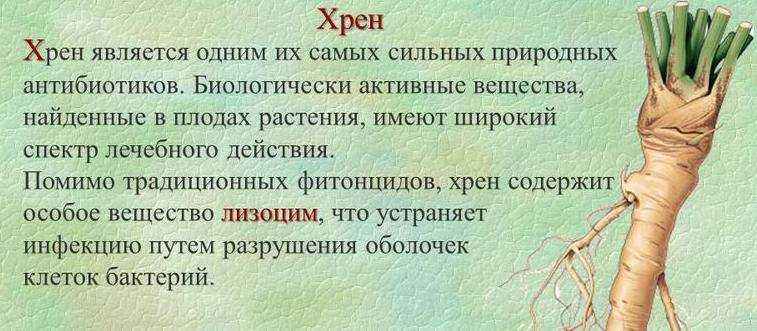 Хрен польза и вред для здоровья организма. хрен с медом: польза для здоровья