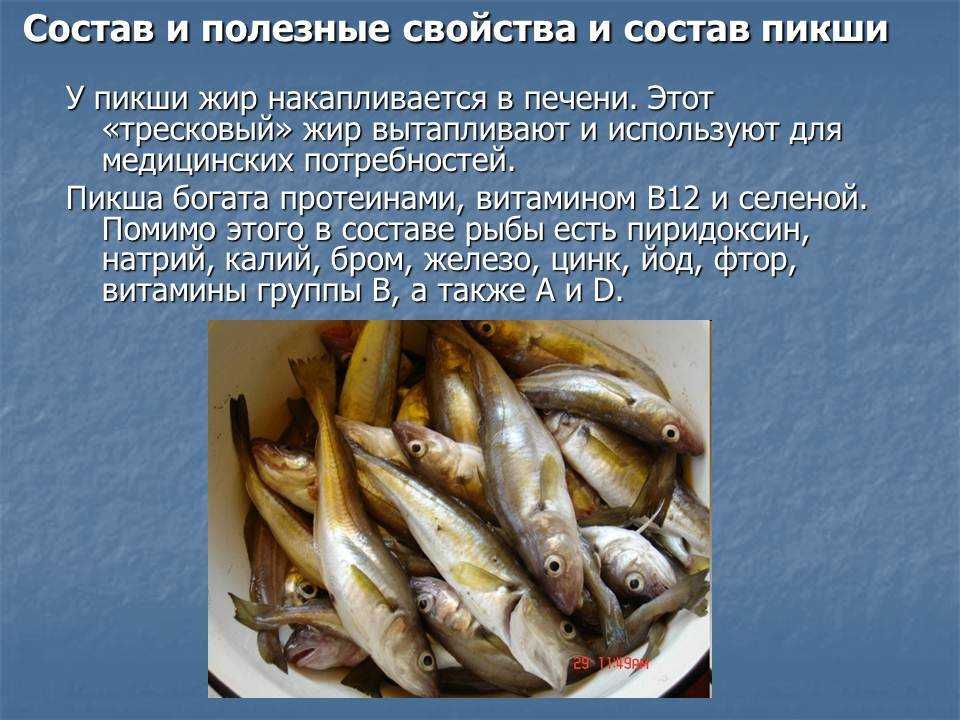 Полезна ли вяленая или сушеная рыба для здоровья человека
