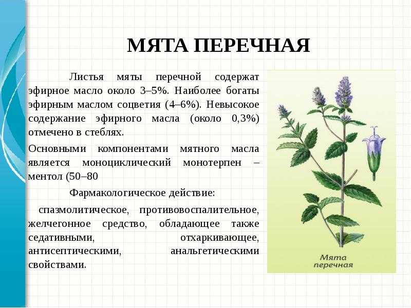 Мята перечная фото и описание растения разновидности с фото и названиями и описанием