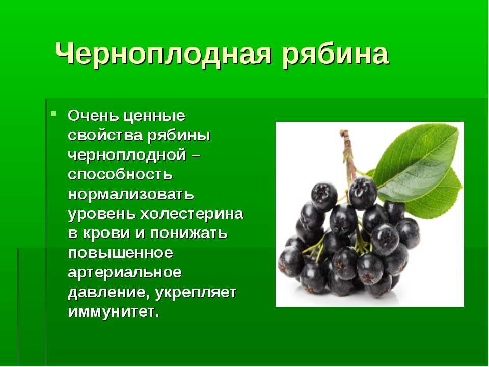 Черноплодная рябина: польза, вред и противопоказания для здоровья