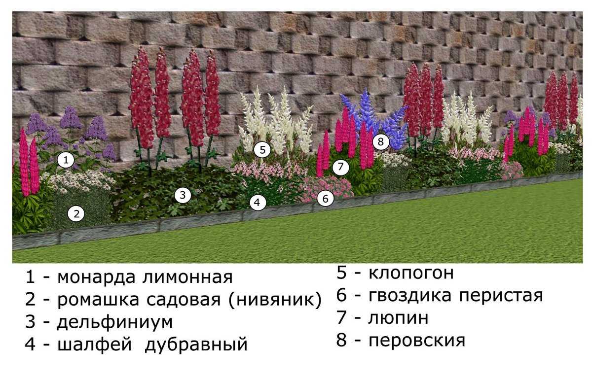 Монарда (41 фото): лечебные свойства, противопоказания, посадка, уход в открытом грунте, двойчатая, лимонная, гибридная