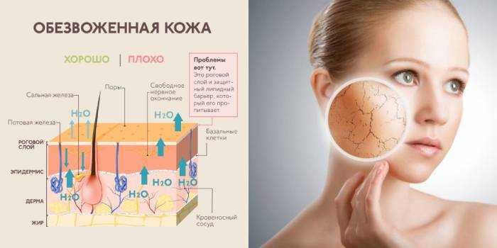 Восстановление липидов кожи: все, что вам нужно знать
