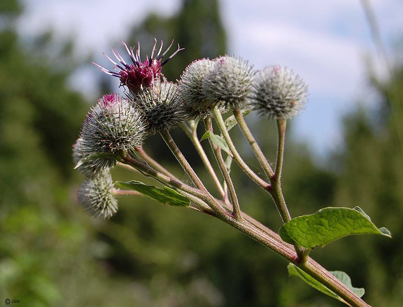 Лопух. Arctium tomentosum. Репейник паутинистый. Лопух паутинистый репейник. Лопух паутинистый -Ārctium tomentōsum.