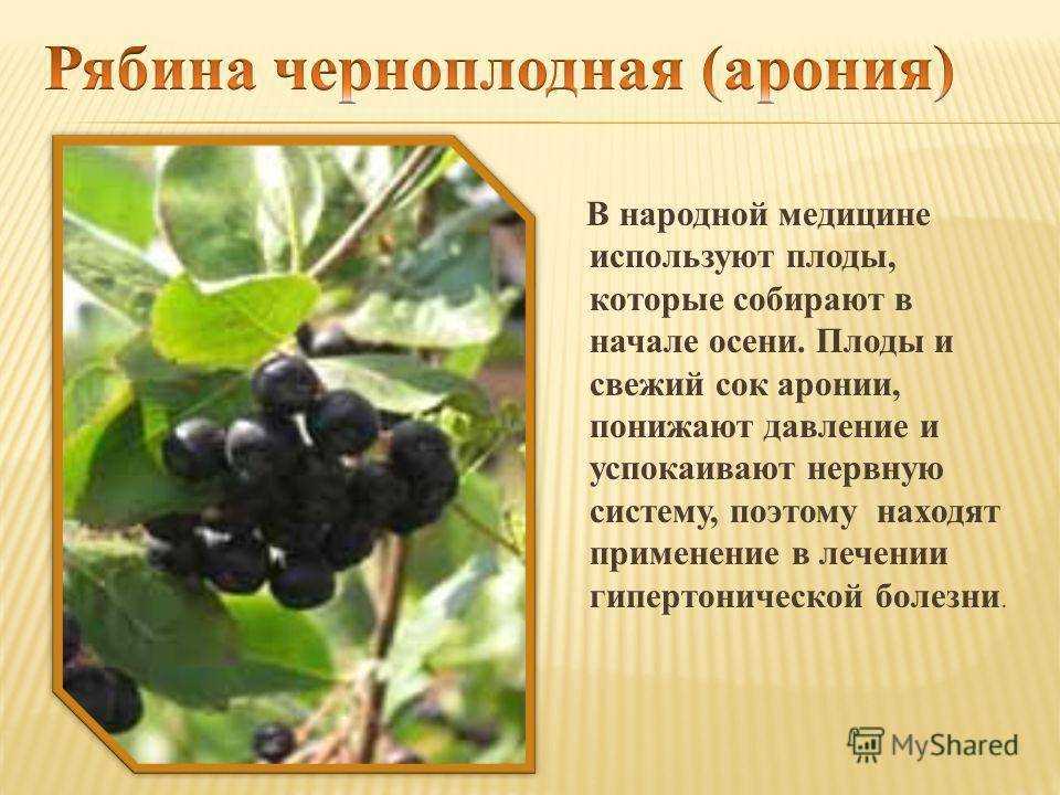 Черноплодная рябина лечебные свойства и противопоказания