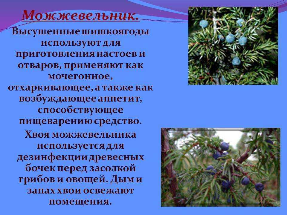 Можжевельник: лечебные свойства и противопоказания, применение и рецепты