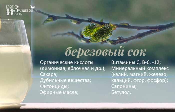 Кленовый сок. полезные свойства, добыча и хранение кленового сока