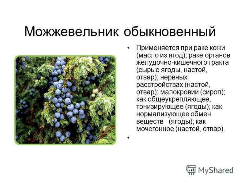 Применение, лечебные свойства и противопоказания можжевельника