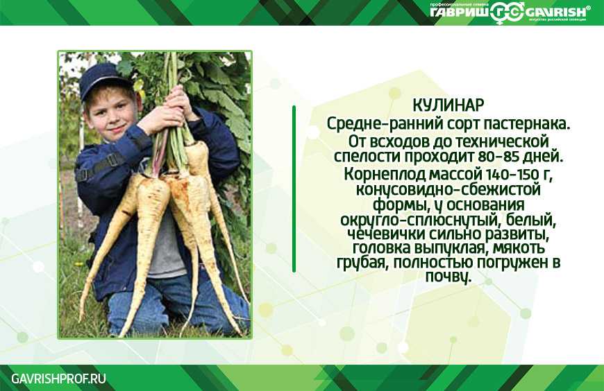 Пастернак обыкновенный : лекарственное растение, применение, отзывы, полезные свойства, противопоказания