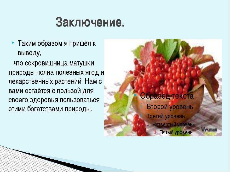 Калина обыкновенная: полезные свойства и противопоказания