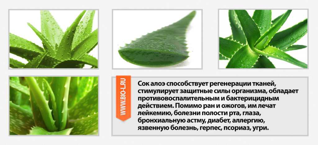 Маски для лица с алоэ в домашних условиях