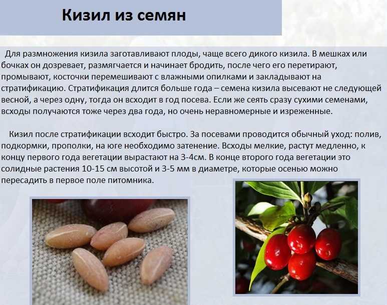 Кизил: выращивание, размножение, виды и сорта