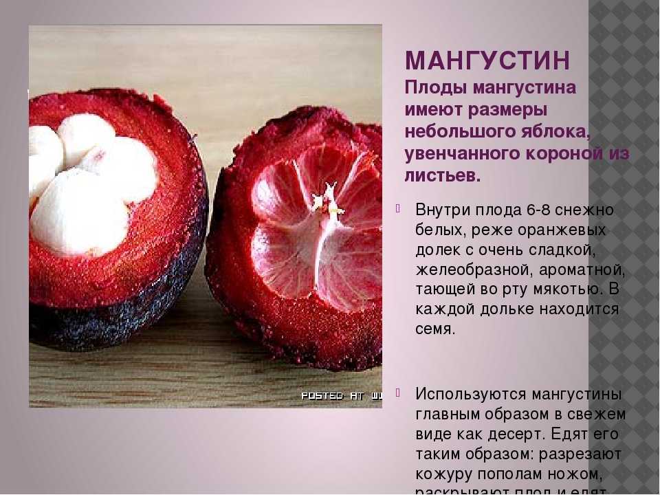 Тропический фрукт мангустин: состав, польза, как едят