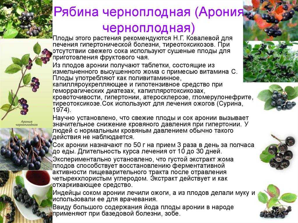 7 лечебных свойств черноплодной рябины, а также противопоказания для здоровья