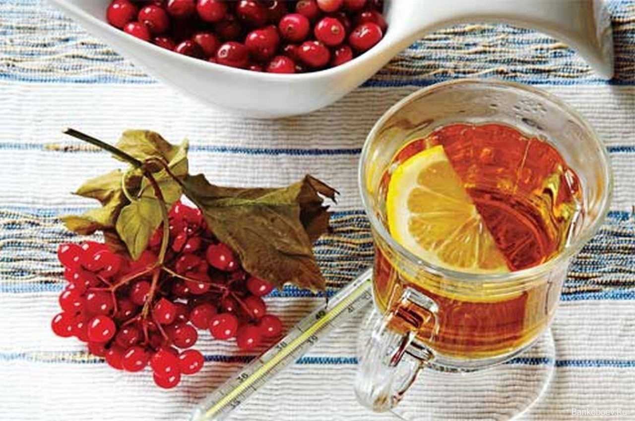 Как использовать черноплодную рябину с медом