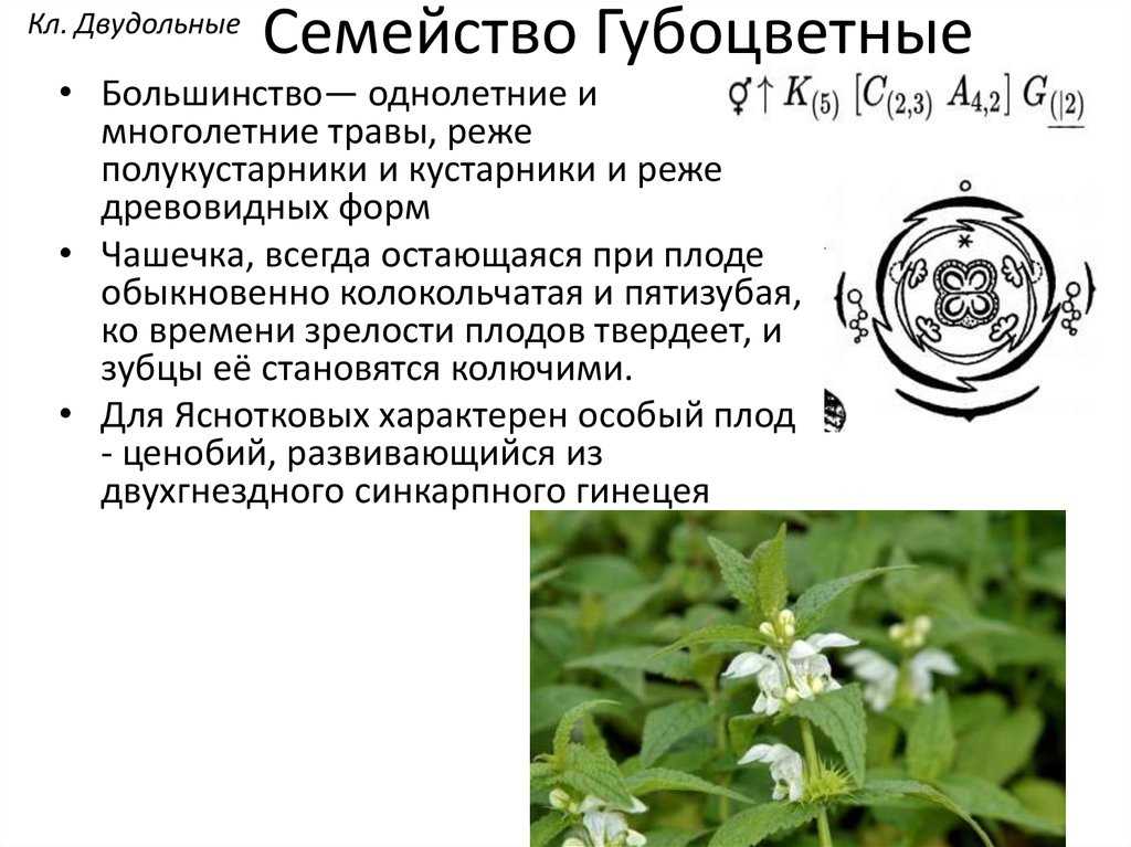 Бузина – полезные лечебные свойства и противопоказания