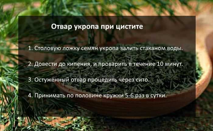 Обычный укроп: удивительные лечебные свойства и противопоказания к употреблению