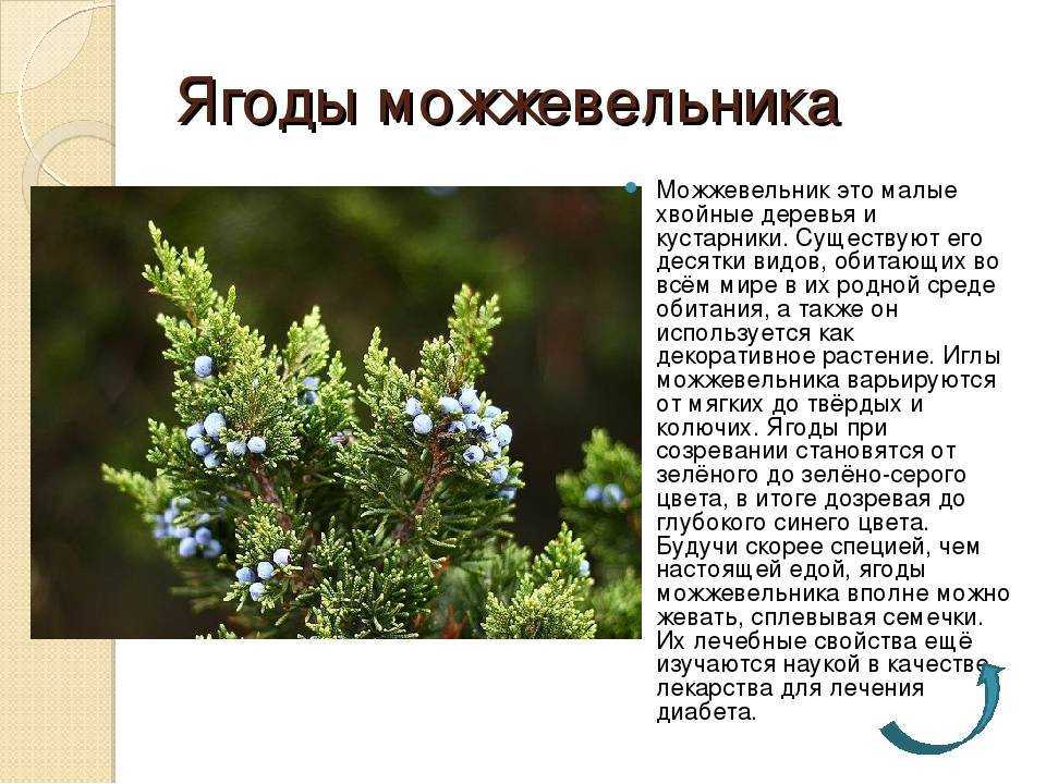 Ягоды можжевельника: применение и противопоказания в лечении
