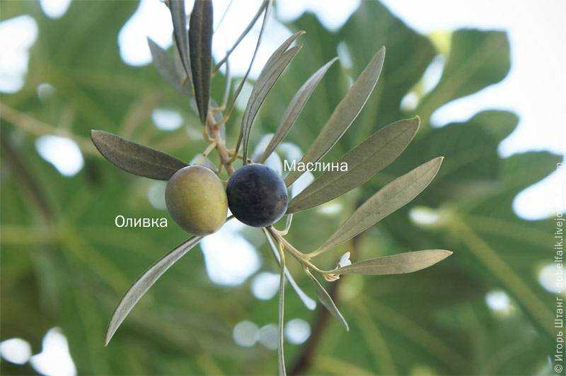 Оливки и маслины: в чем разница между ними и что полезнее? что скрывается за названиями?