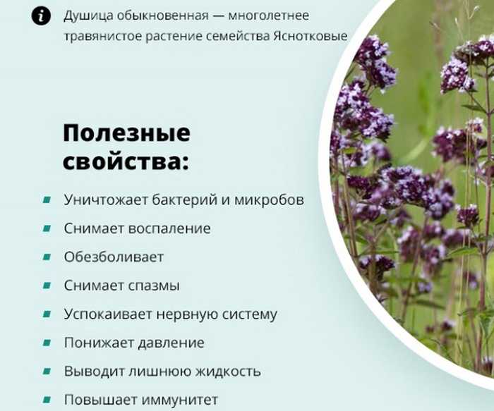 Душица обыкновенная - полезные, лечебные свойства. применение и фото душицы.