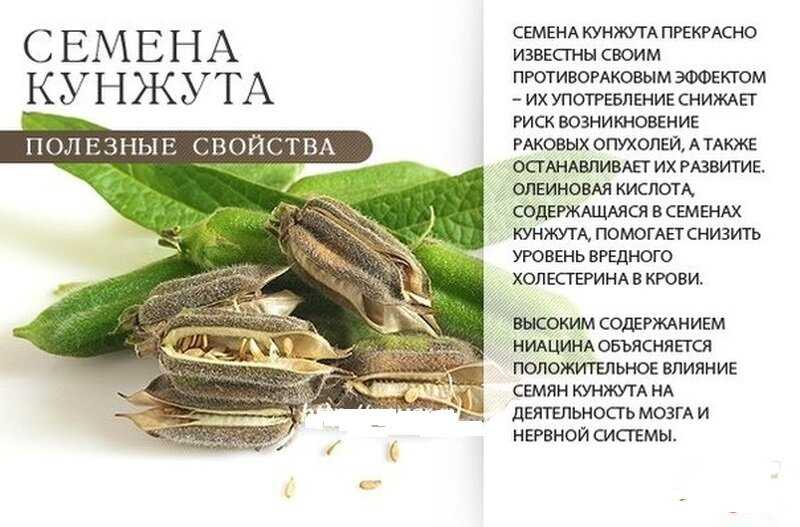 Черный кунжут — полезные свойства и противопоказания, вред и как принимать?