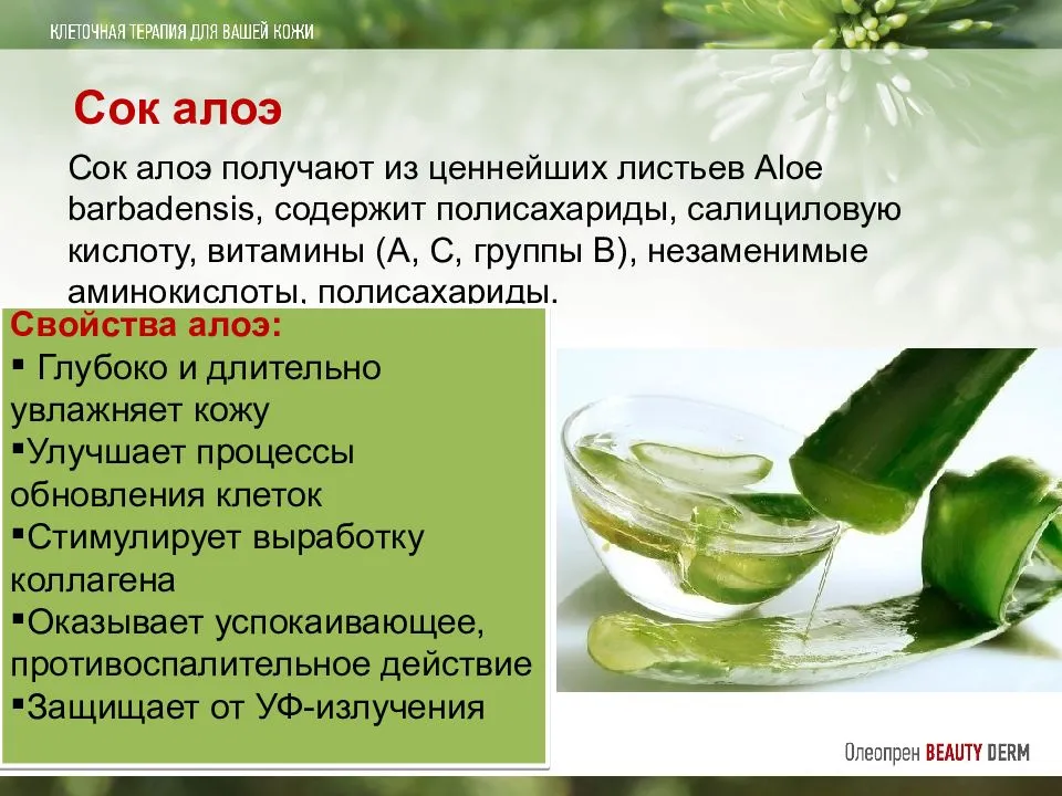 Алоэ польза и вред для организма. Сок алоэ. Приготовление сока алоэ. Сок листьев алоэ. Алоэ лечебные рецепты.
