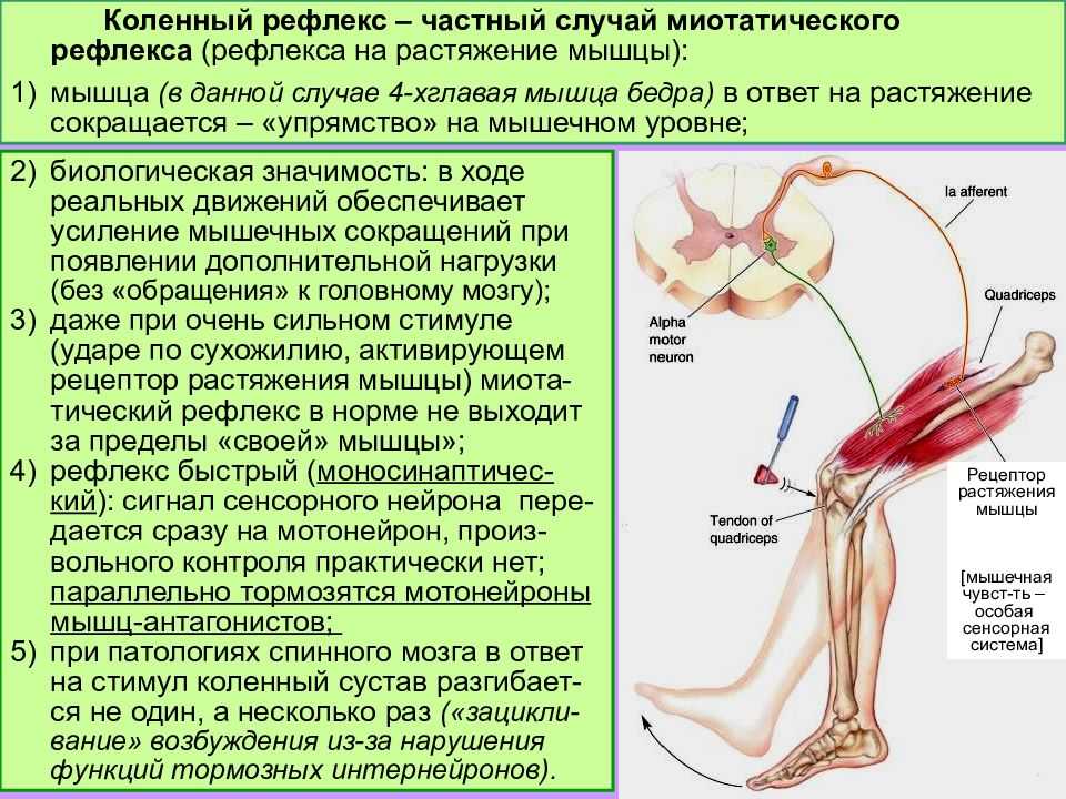 Кости и суставы. строение суставов - медицинский центр «эхинацея»