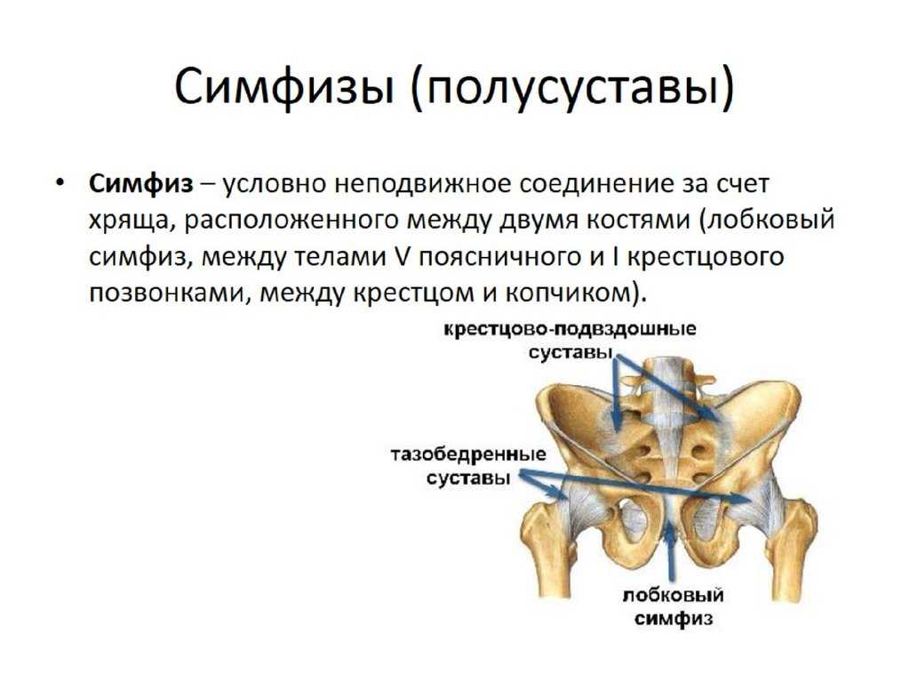 Лобковые кости у мужчин