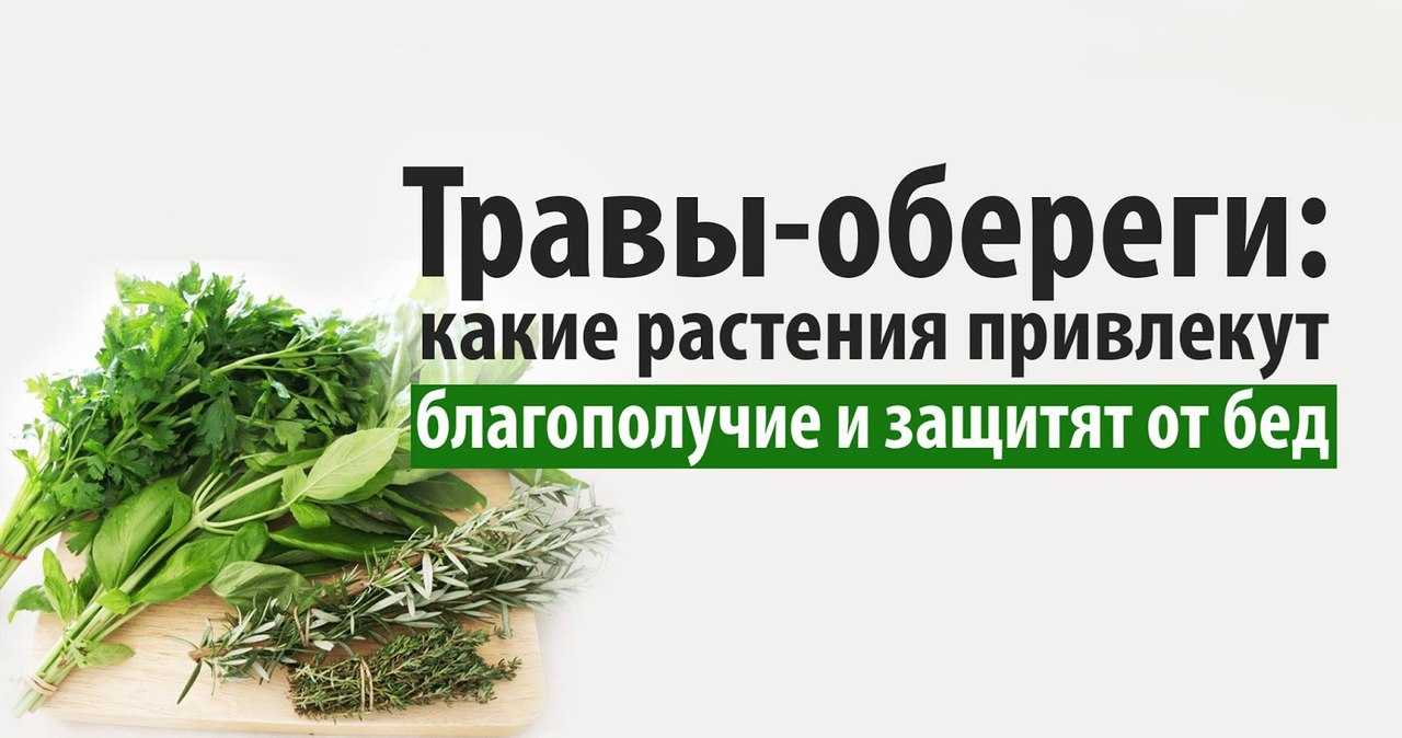 Полынь: магические свойства, как использовать траву