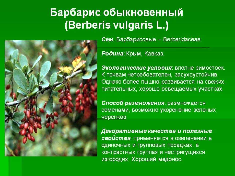 7 полезных свойств барбариса для здоровья человека, противопоказания и правила применения