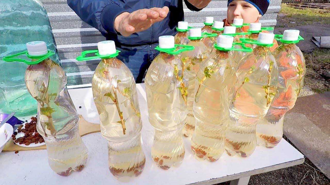 Березовый квас: рецепты, полезные свойства сока, противопоказания