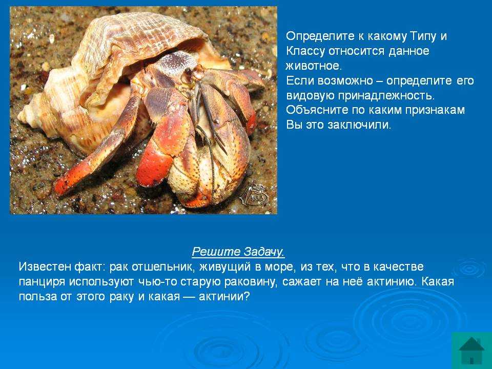 Отшельник в таро: значение и толкование карты