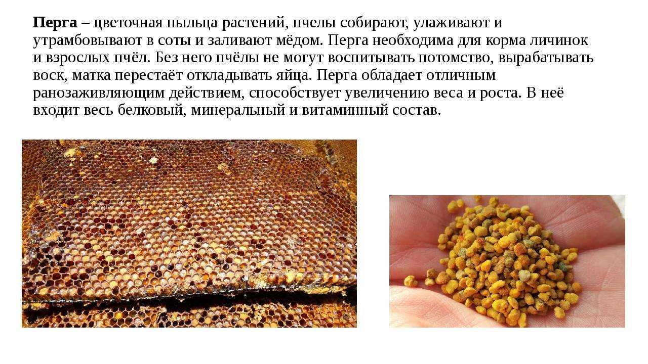 Полезные свойства пчелиной перги и её уникальный состав