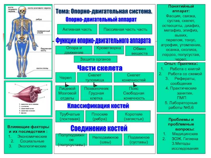 Презентация на тему строение суставов